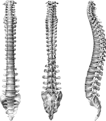 spine